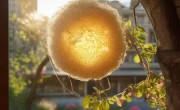 35cm马蜂窝安家四楼窗外：揭秘独特家居美学